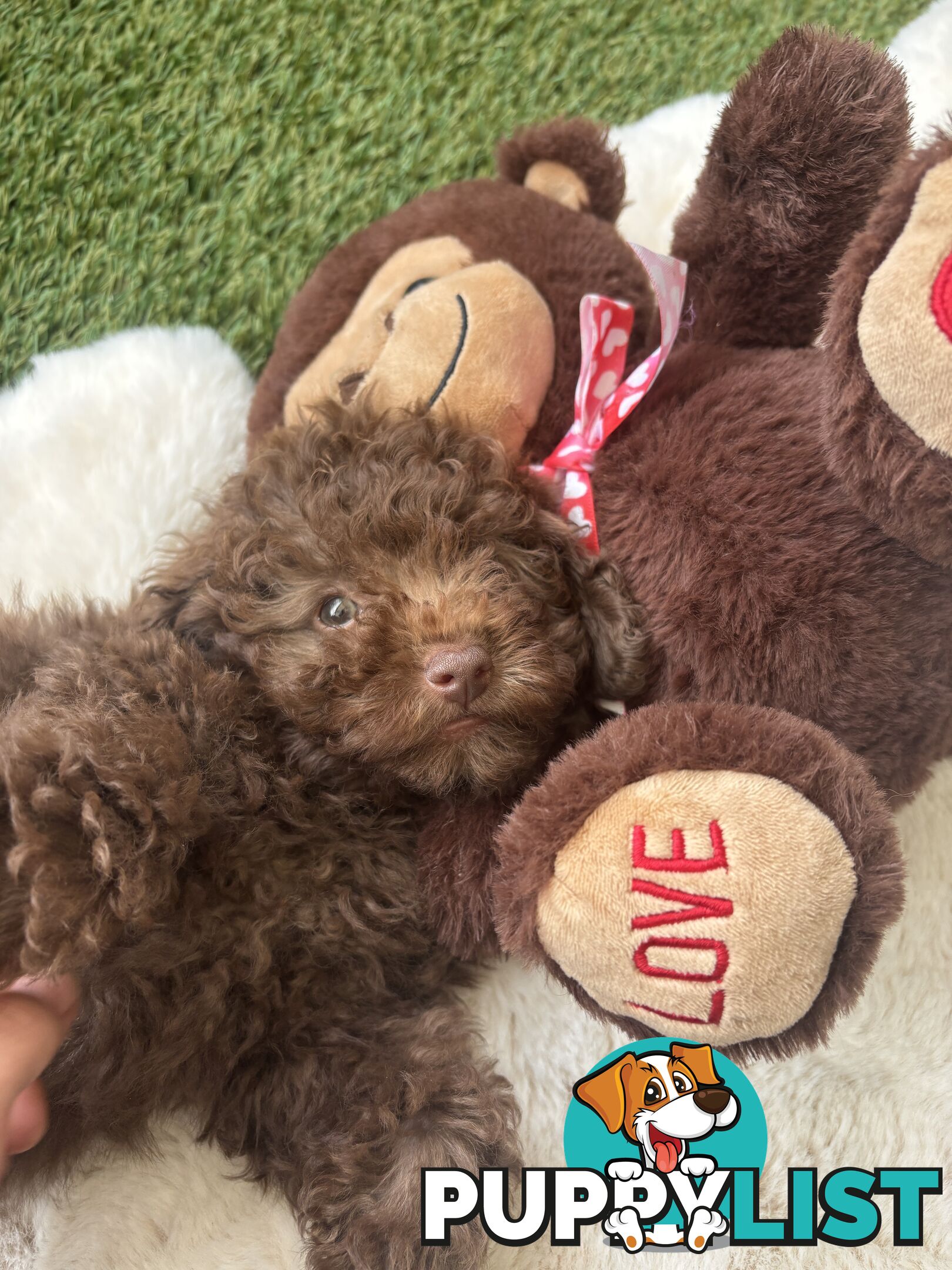 Gorgeous Toy Shoodle Puppies - Perfect for Families, Ideal Temperament