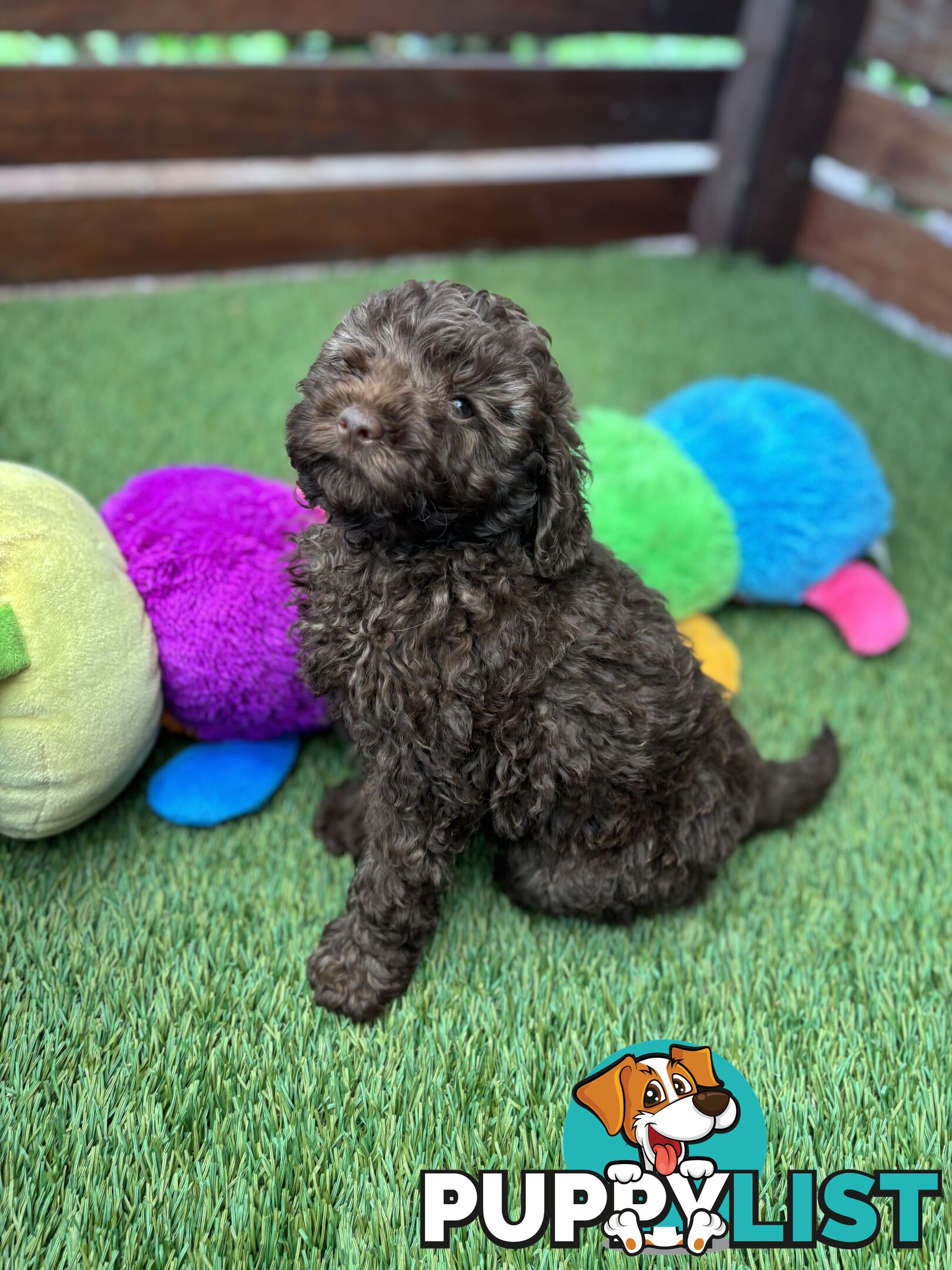 Gorgeous Toy Shoodle Puppies - Perfect for Families, Ideal Temperament