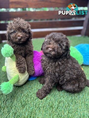 Gorgeous Toy Shoodle Puppies - Perfect for Families, Ideal Temperament