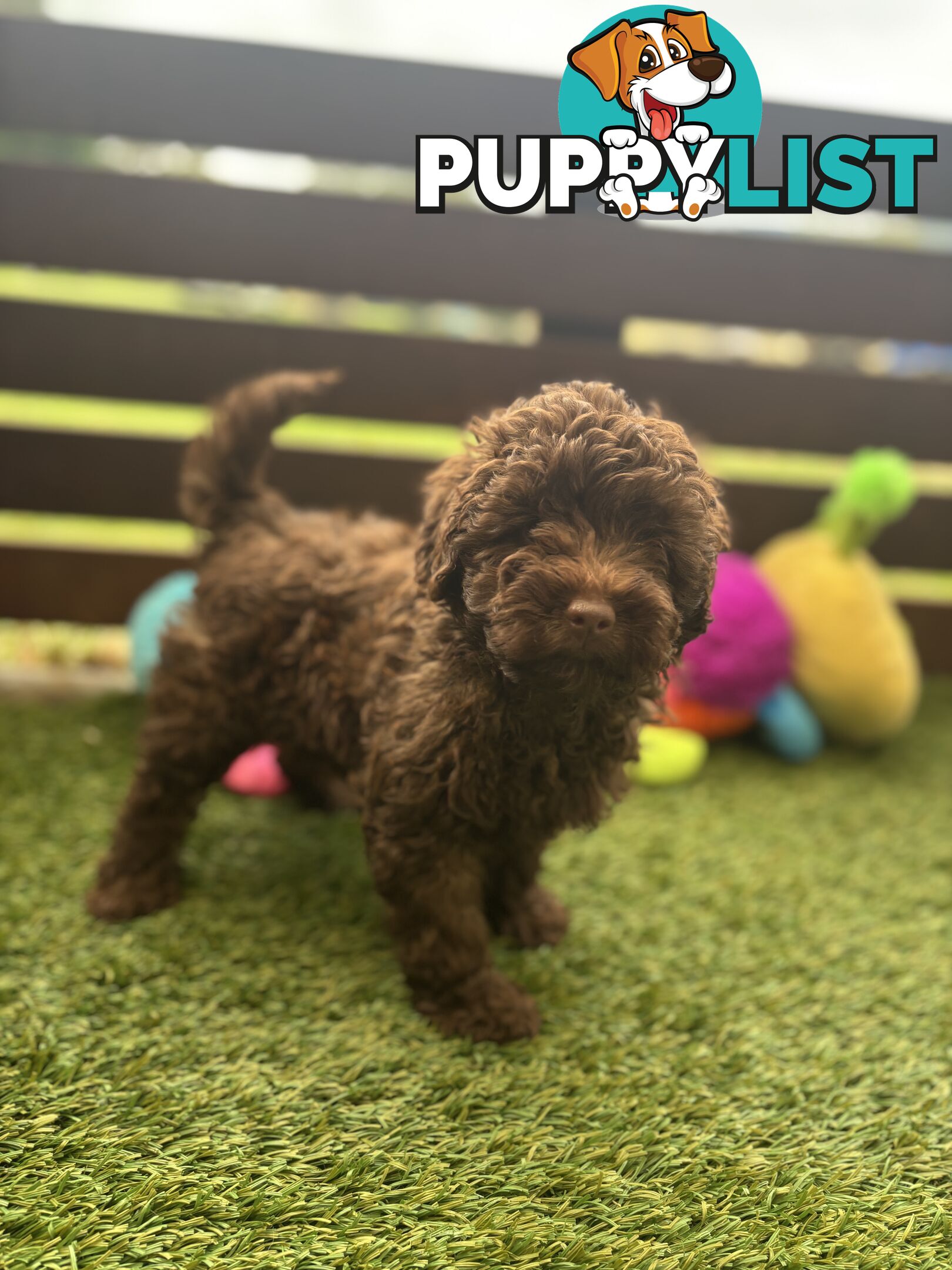 Gorgeous Toy Shoodle Puppies - Perfect for Families, Ideal Temperament