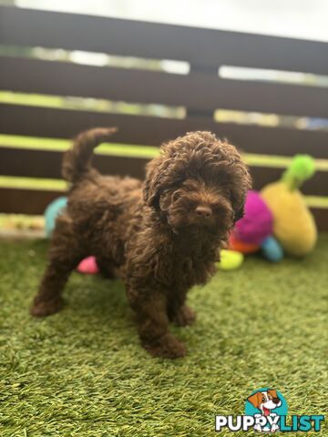Gorgeous Toy Shoodle Puppies - Perfect for Families, Ideal Temperament