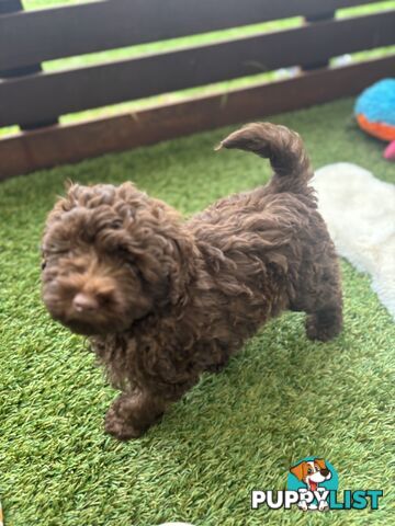 Gorgeous Toy Shoodle Puppies - Perfect for Families, Ideal Temperament