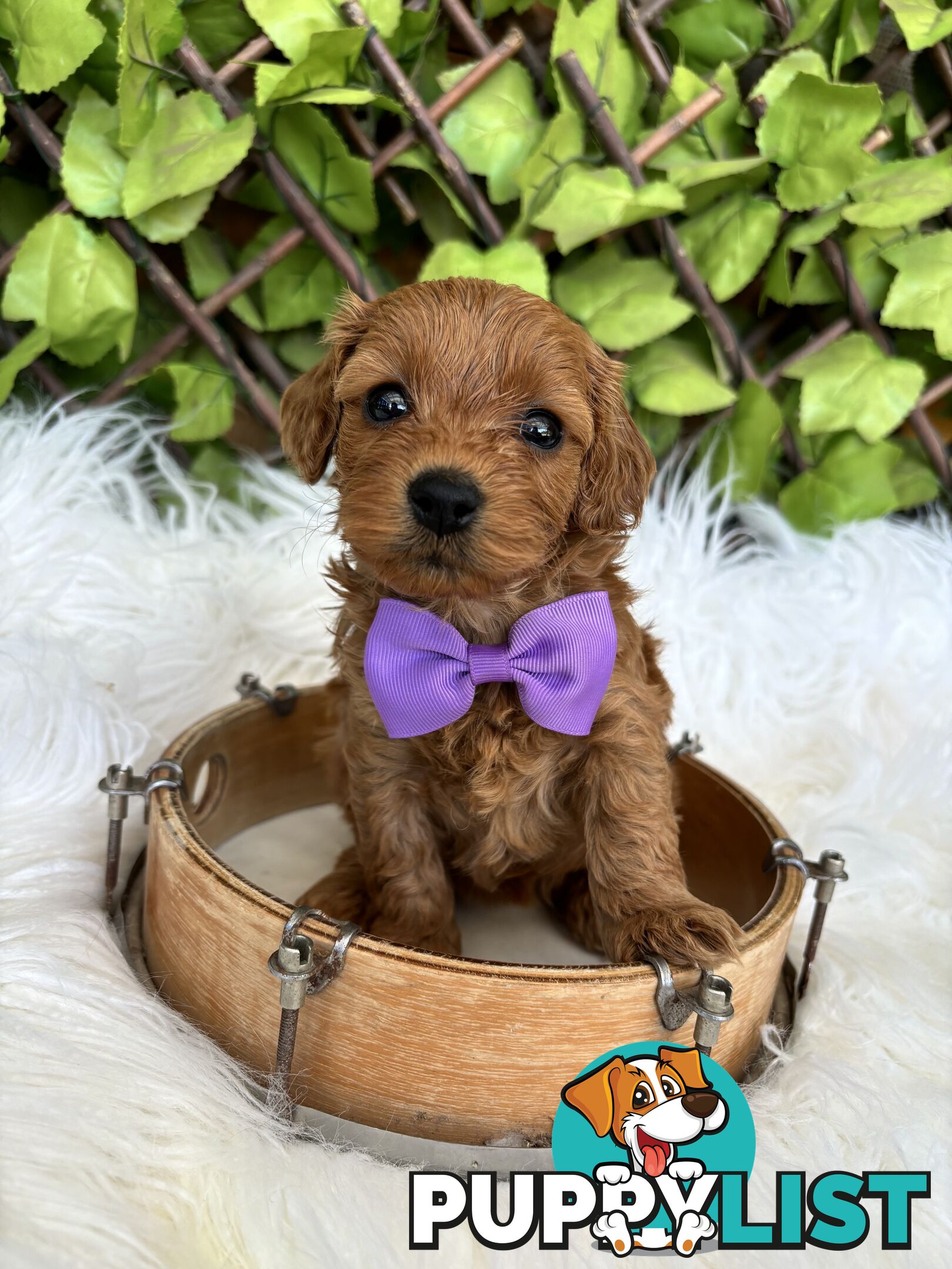 Spoodle Puppies ready for their forever homes