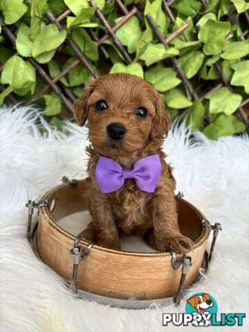 Spoodle Puppies ready for their forever homes