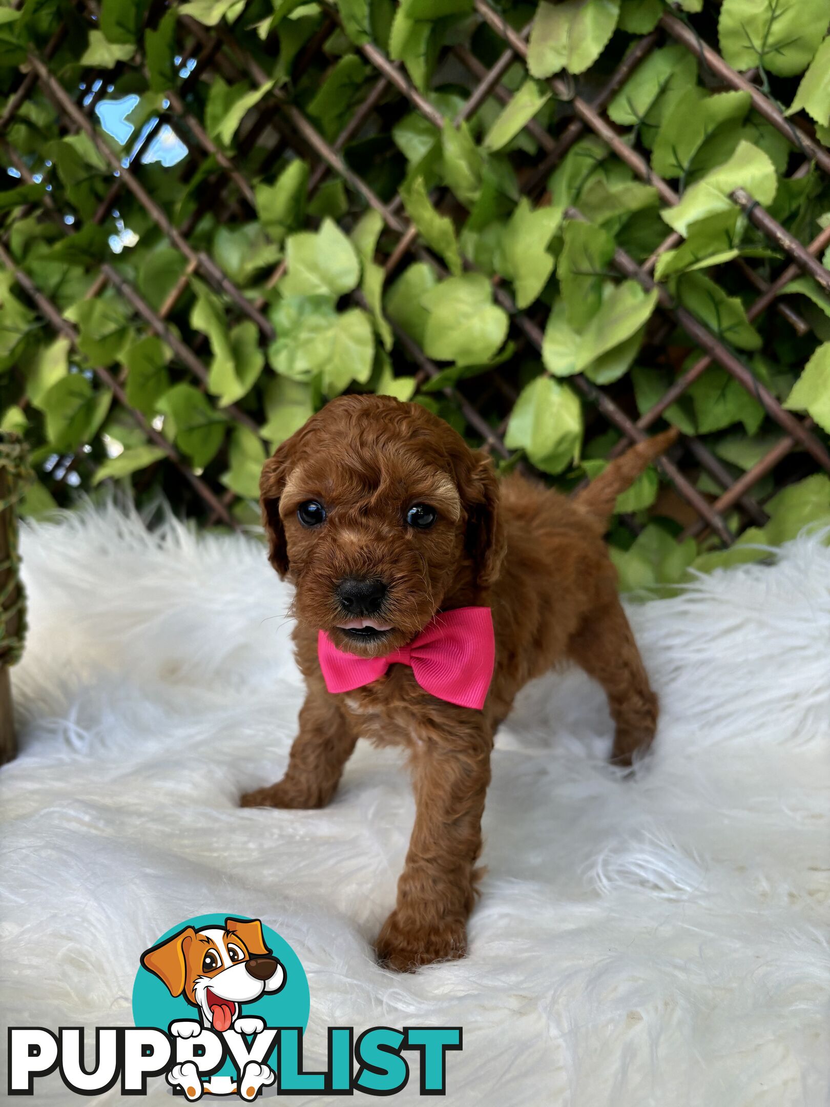 Spoodle Puppies ready for their forever homes