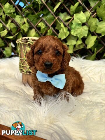 Spoodle Puppies ready for their forever homes