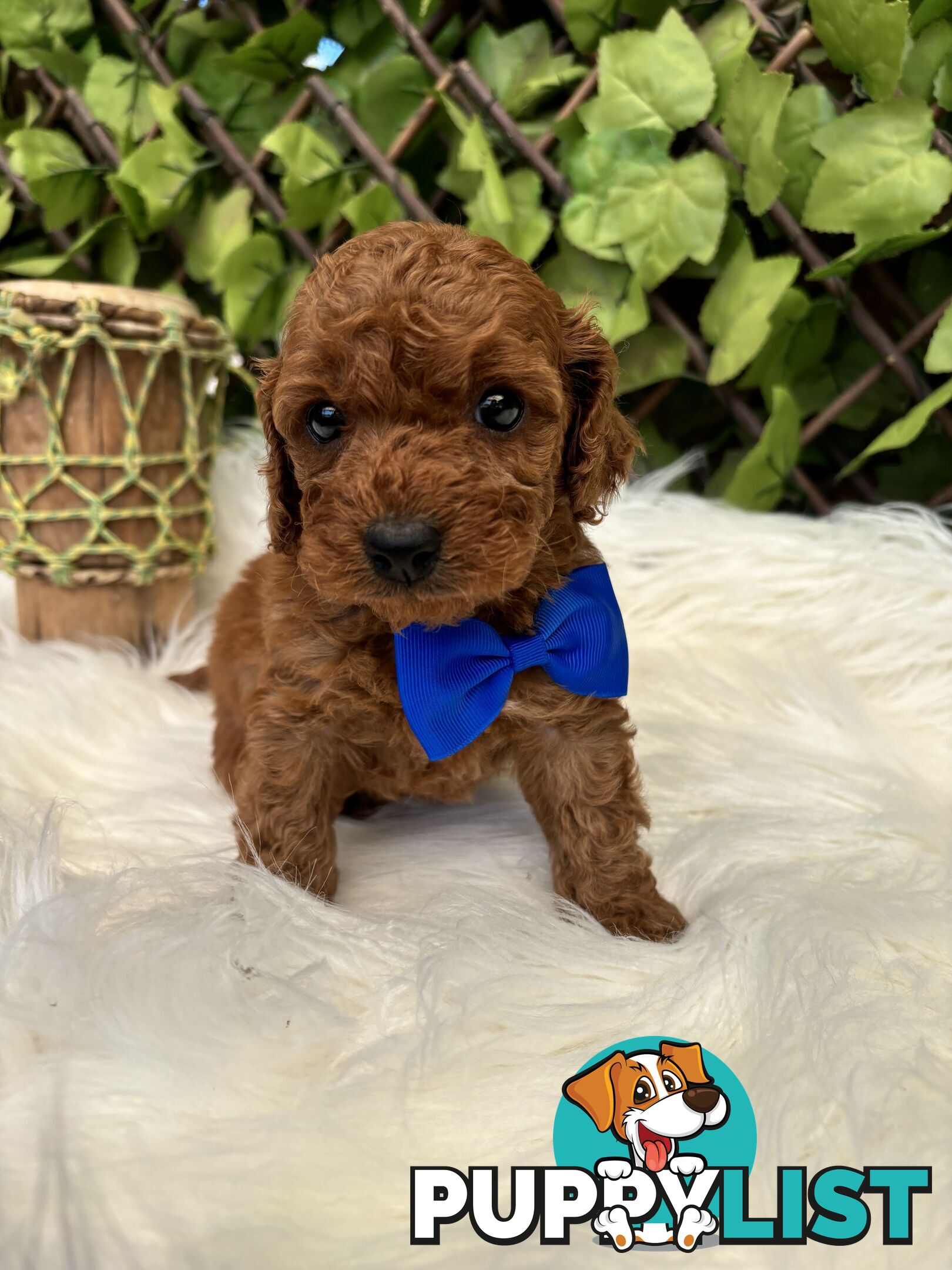 Spoodle Puppies ready for their forever homes