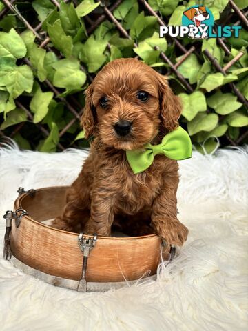 Spoodle Puppies ready for their forever homes