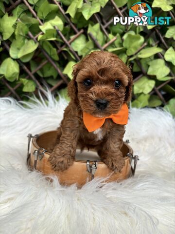 Spoodle Puppies ready for their forever homes