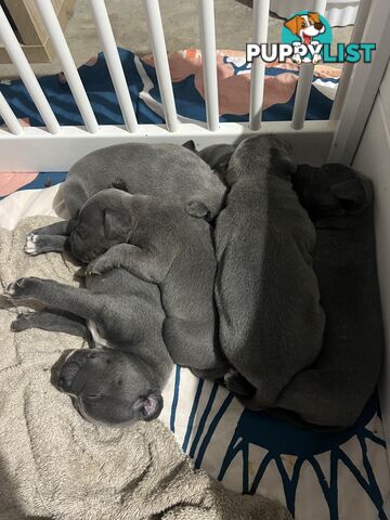 Blue English Staffy Pups