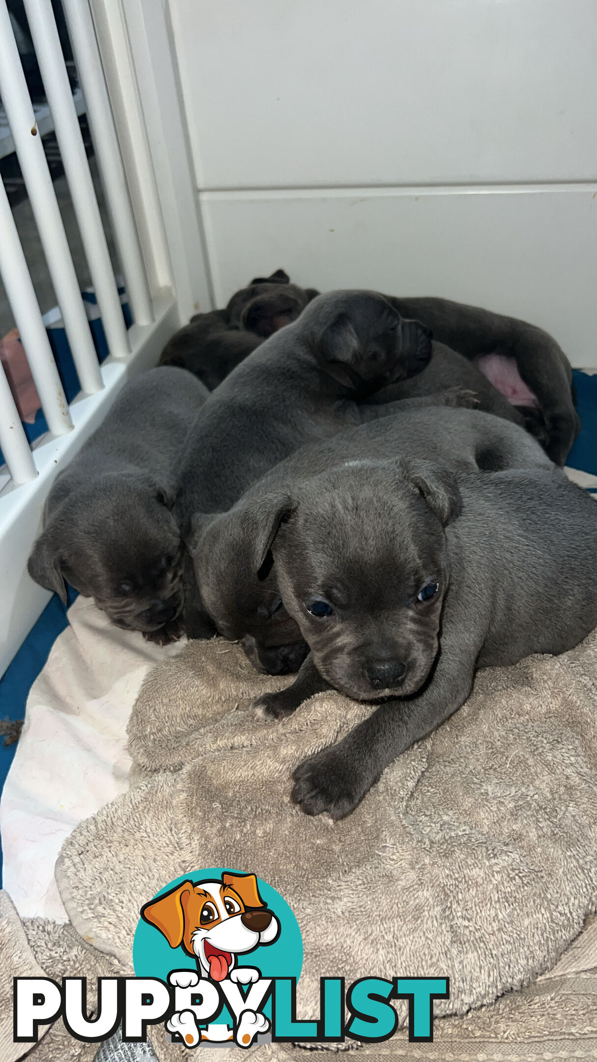 Blue English Staffy Pups