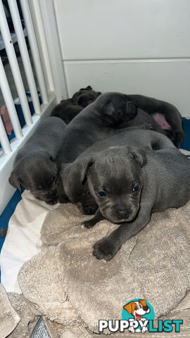 Blue English Staffy Pups