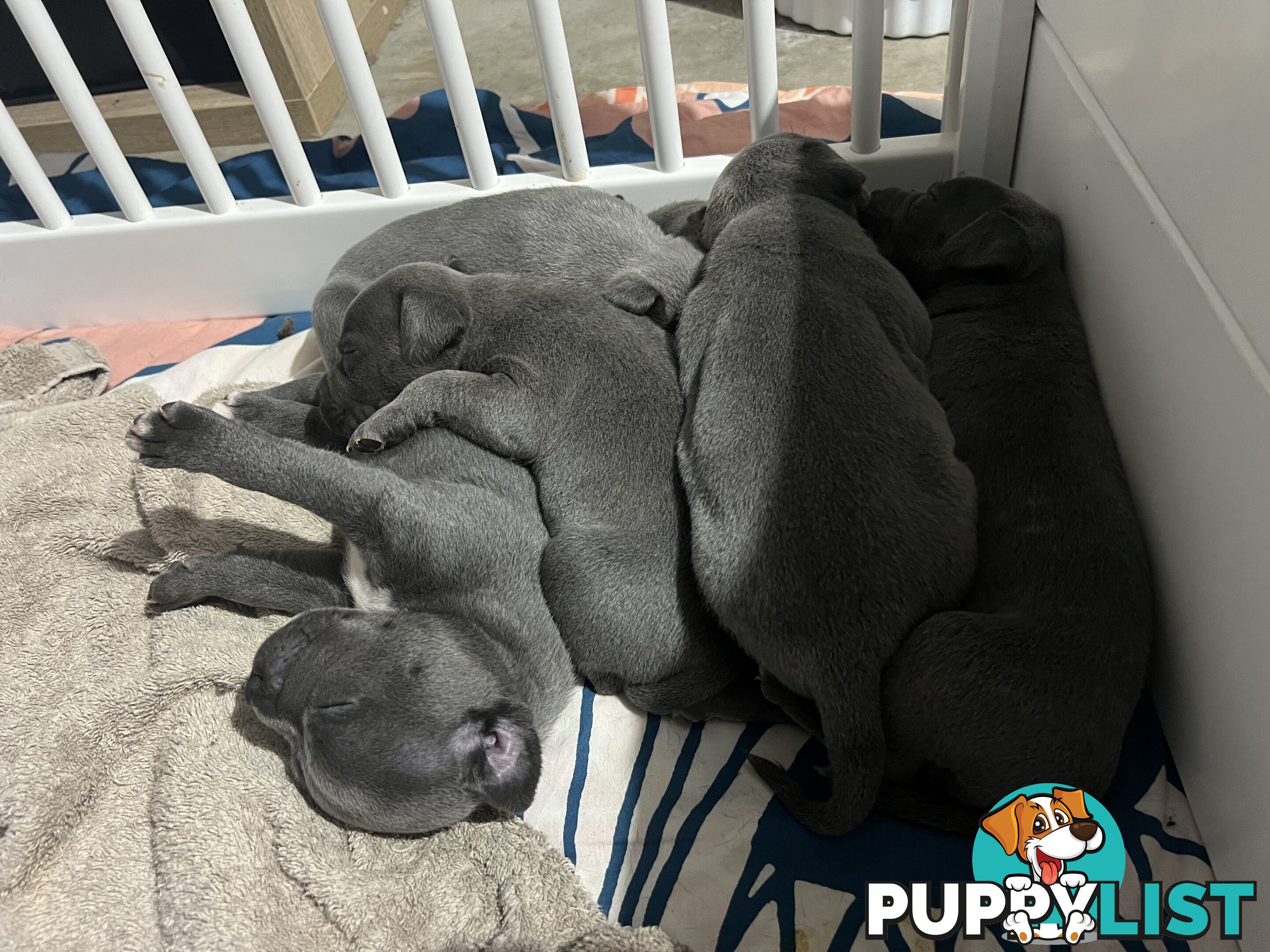 Blue English Staffy Pups