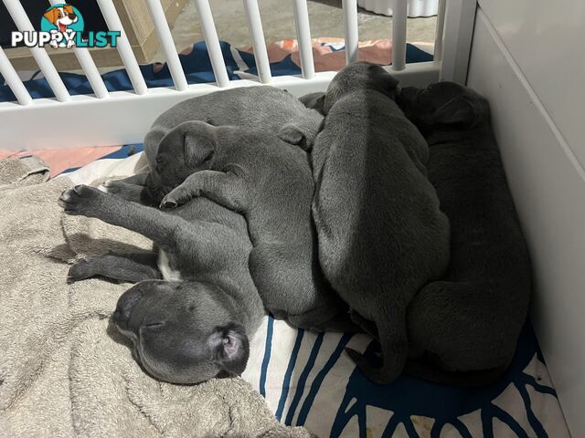 Blue English Staffy Pups