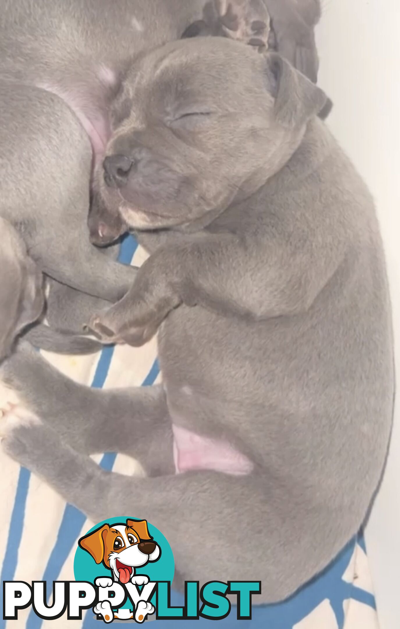 Blue English Staffy Pups