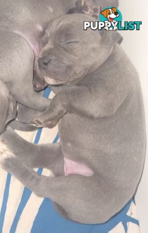 Blue English Staffy Pups