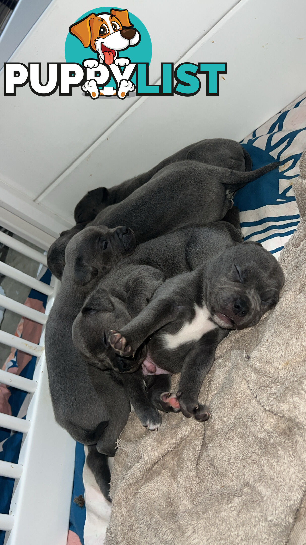 Blue English Staffy Pups