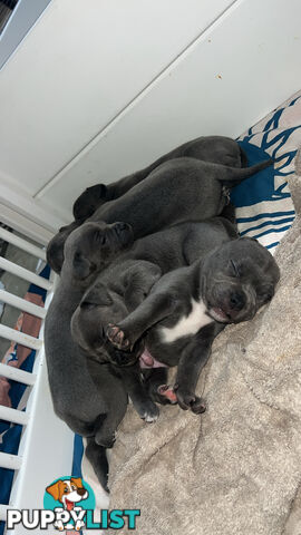 Blue English Staffy Pups