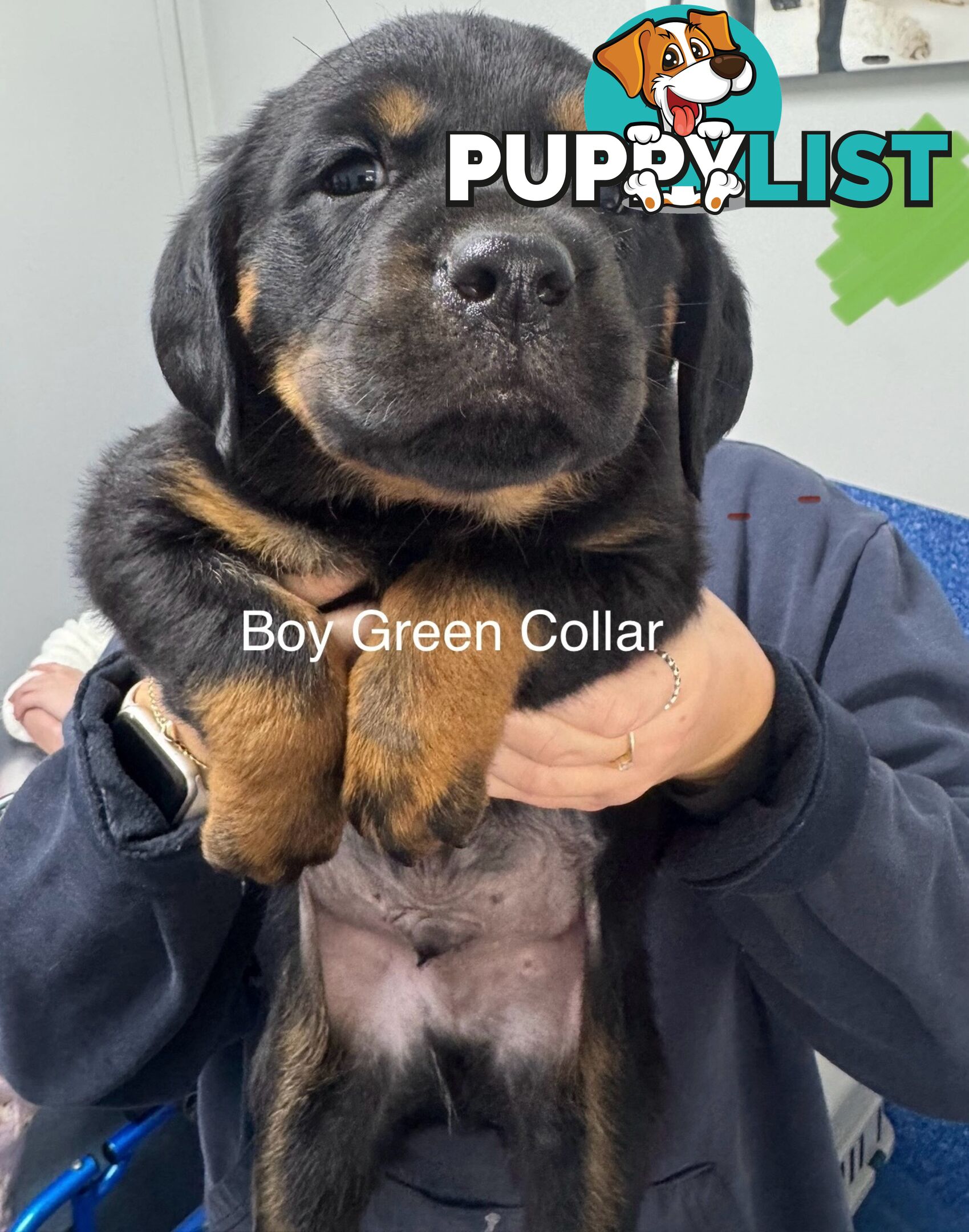 PUREBRED ROTTWEILER PUPS READY NOW!!!