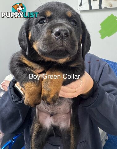PUREBRED ROTTWEILER PUPS READY NOW!!!