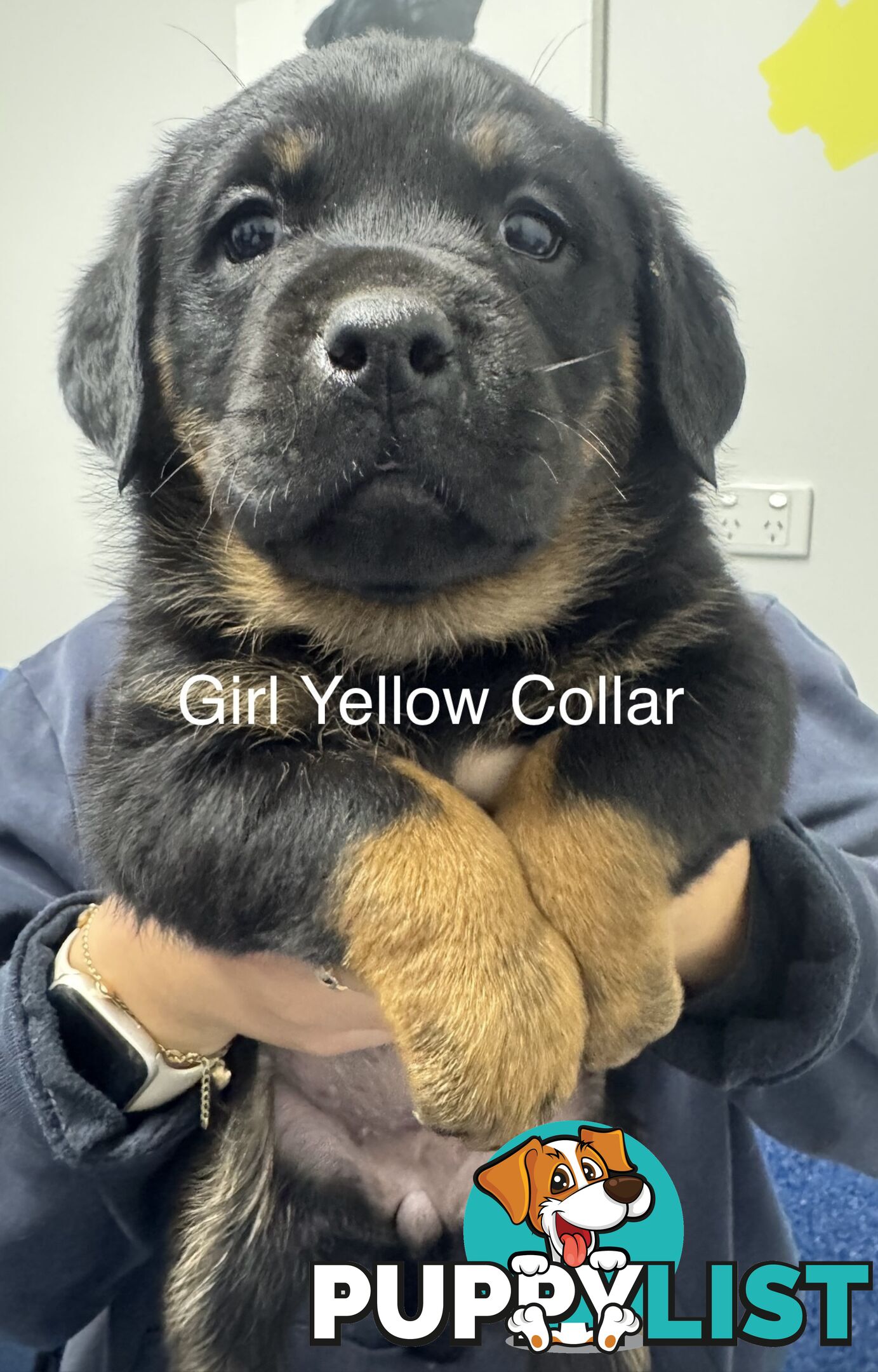 PUREBRED ROTTWEILER PUPS READY NOW!!!