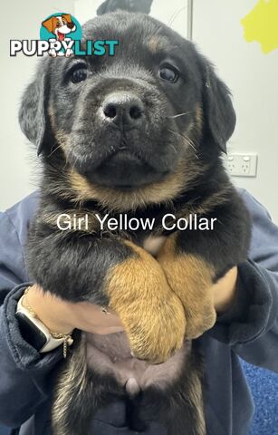 PUREBRED ROTTWEILER PUPS READY NOW!!!