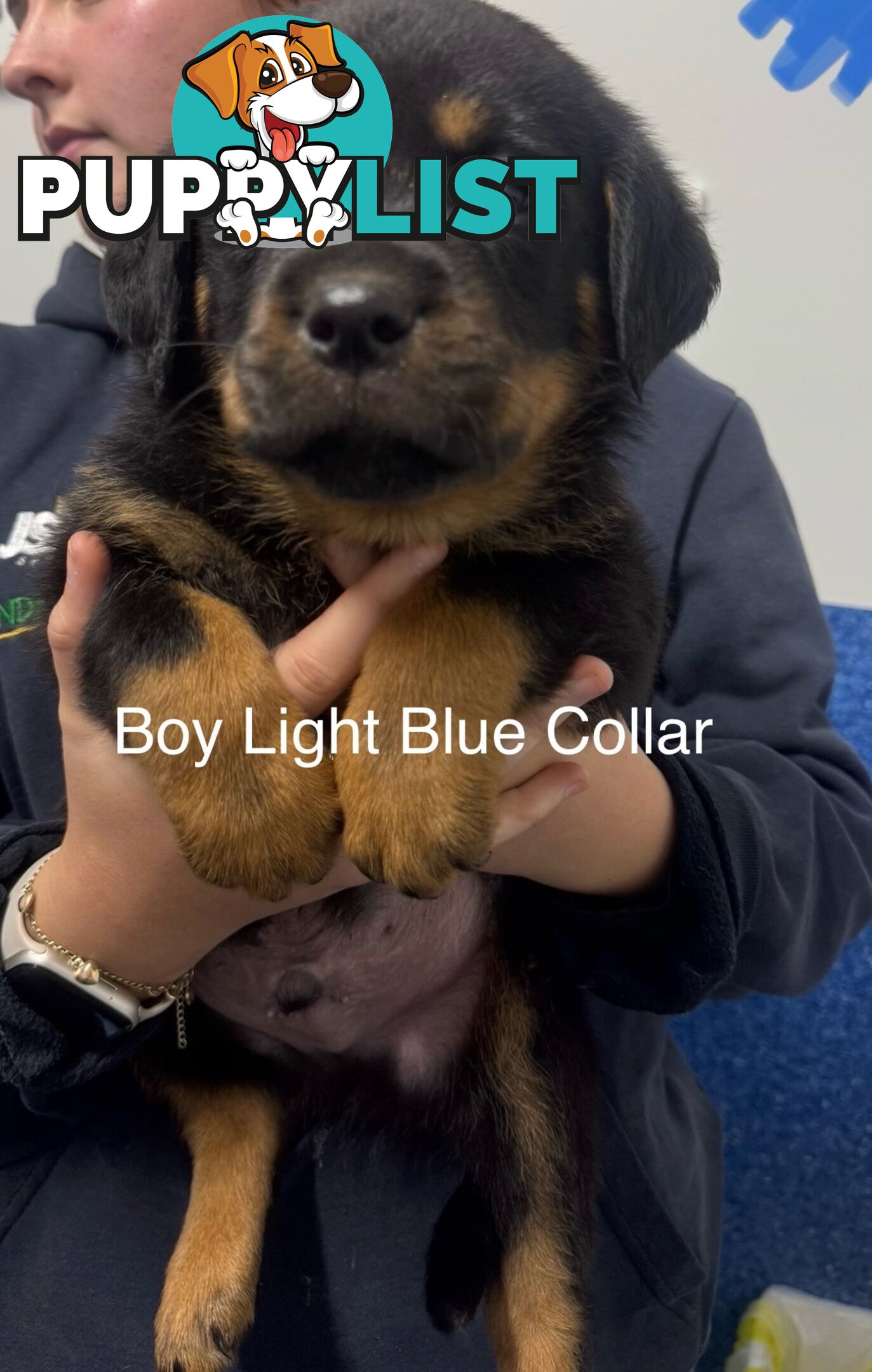PUREBRED ROTTWEILER PUPS READY NOW!!!