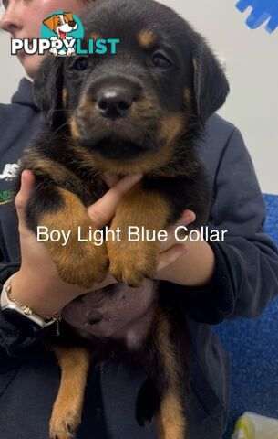 PUREBRED ROTTWEILER PUPS READY NOW!!!