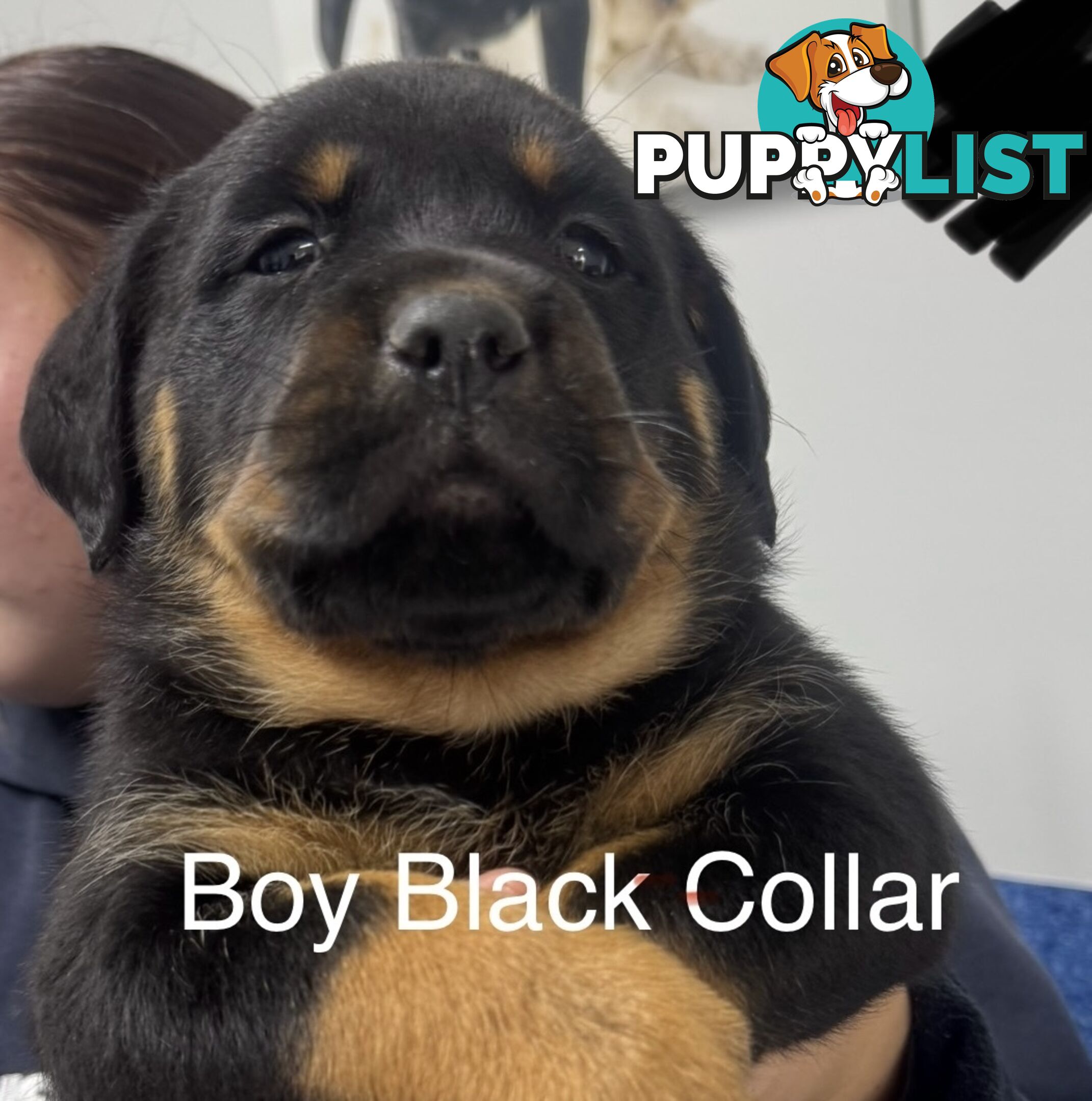 PUREBRED ROTTWEILER PUPS READY NOW!!!
