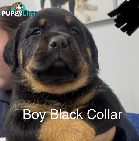 PUREBRED ROTTWEILER PUPS READY NOW!!!