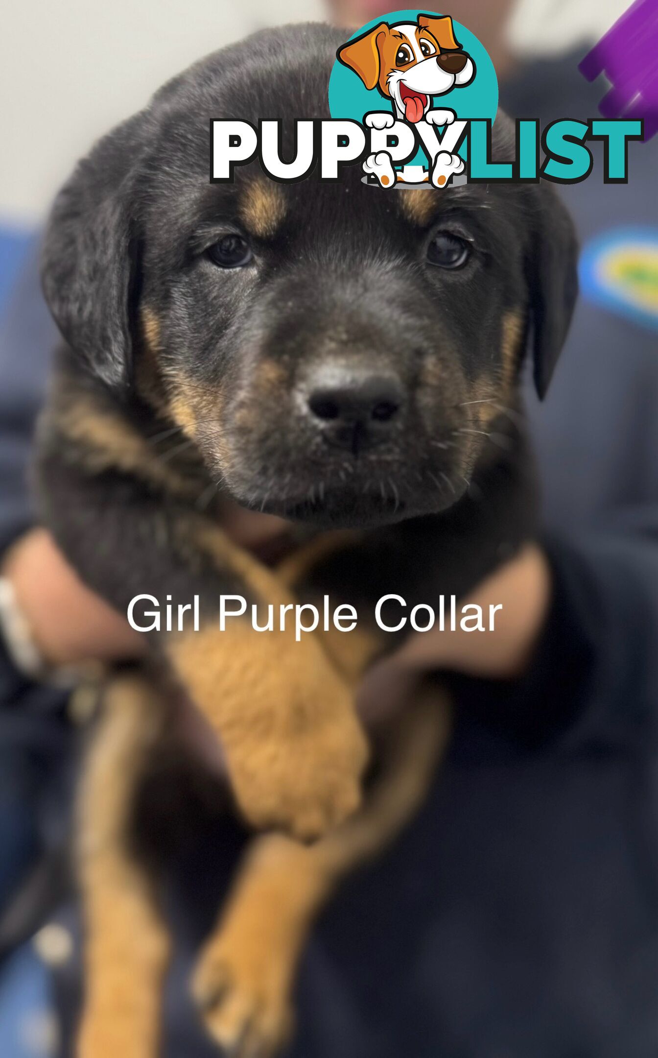 PUREBRED ROTTWEILER PUPS READY NOW!!!