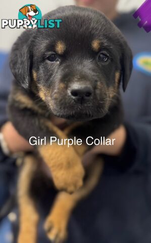 PUREBRED ROTTWEILER PUPS READY NOW!!!