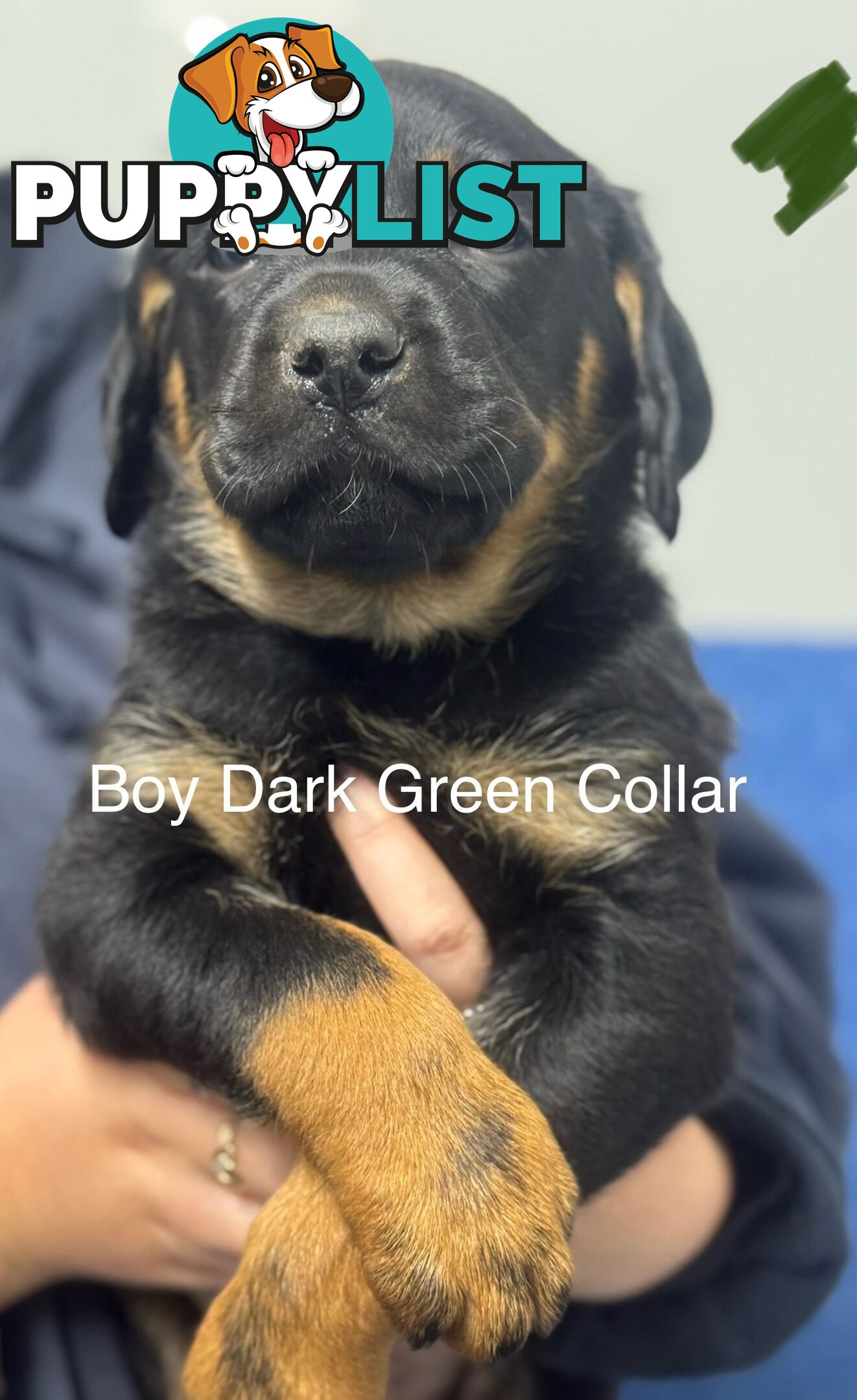 PUREBRED ROTTWEILER PUPS READY NOW!!!