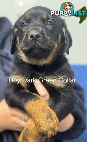 PUREBRED ROTTWEILER PUPS READY NOW!!!