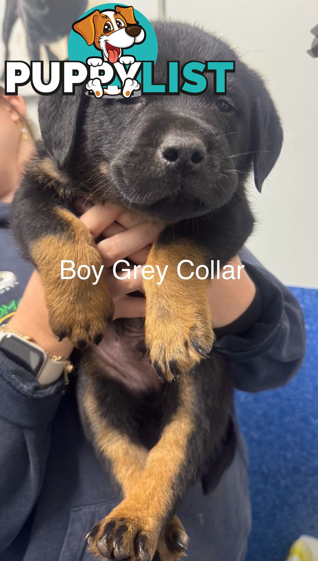 PUREBRED ROTTWEILER PUPS READY NOW!!!