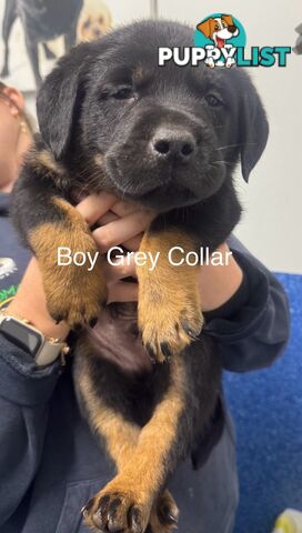 PUREBRED ROTTWEILER PUPS READY NOW!!!