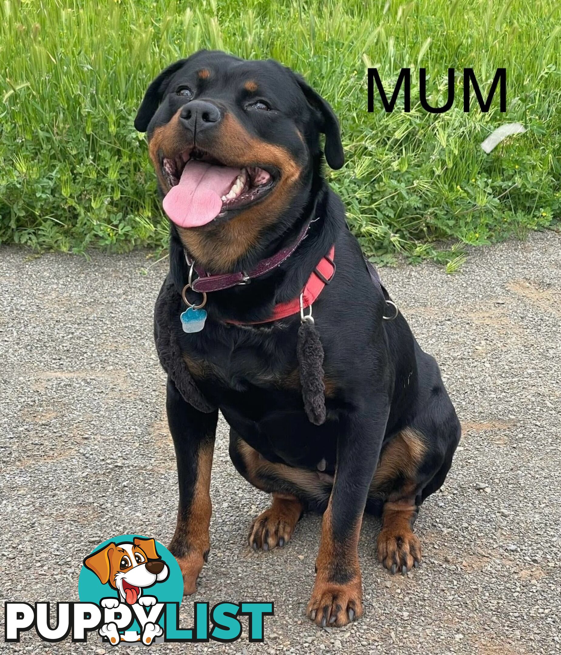 PUREBRED ROTTWEILER PUPS READY NOW!!!