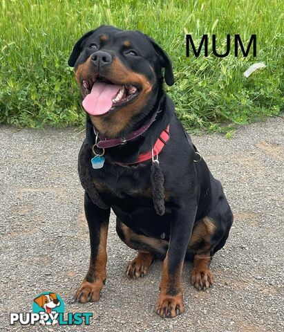 PUREBRED ROTTWEILER PUPS READY NOW!!!