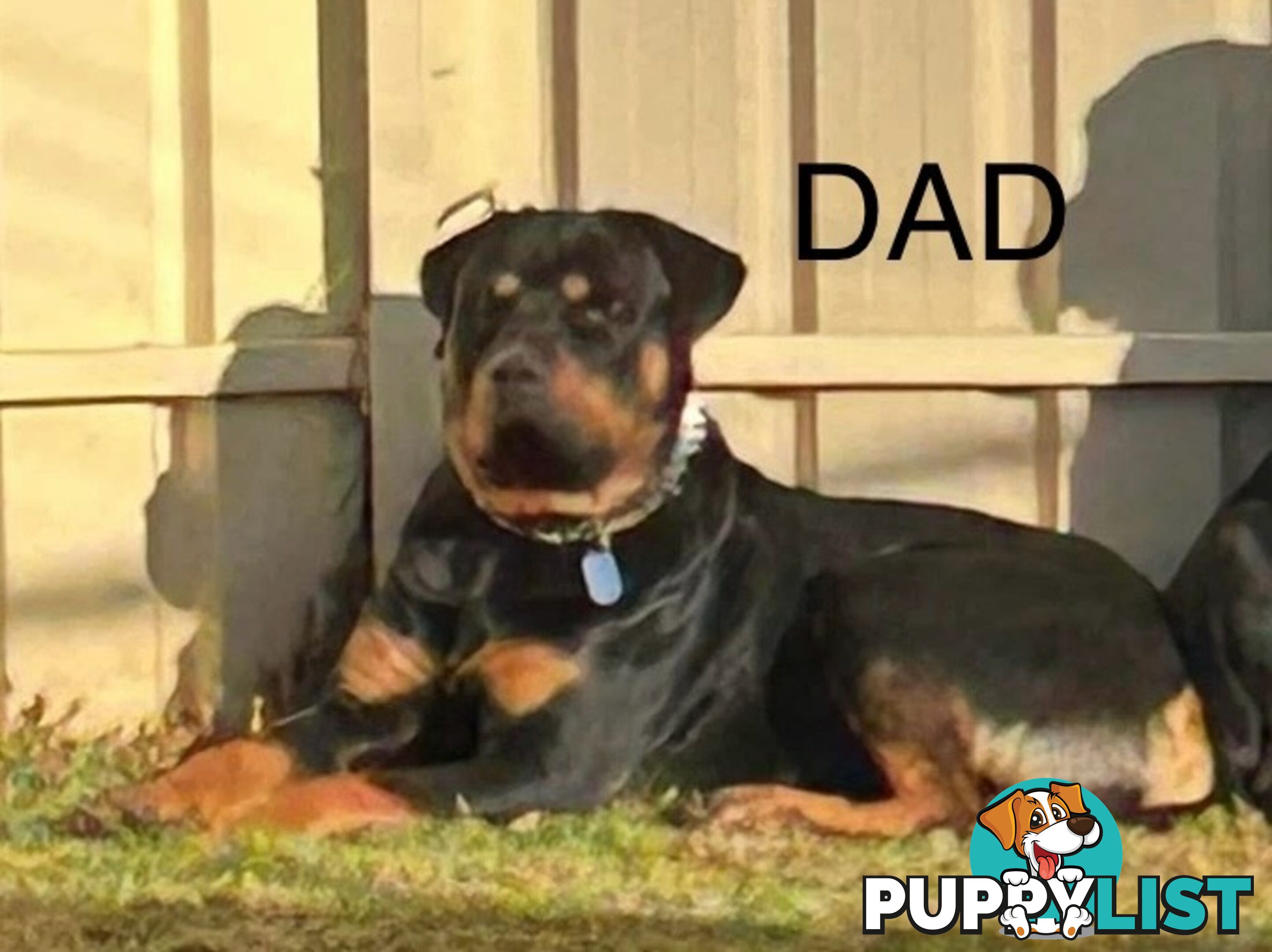PUREBRED ROTTWEILER PUPS READY NOW!!!