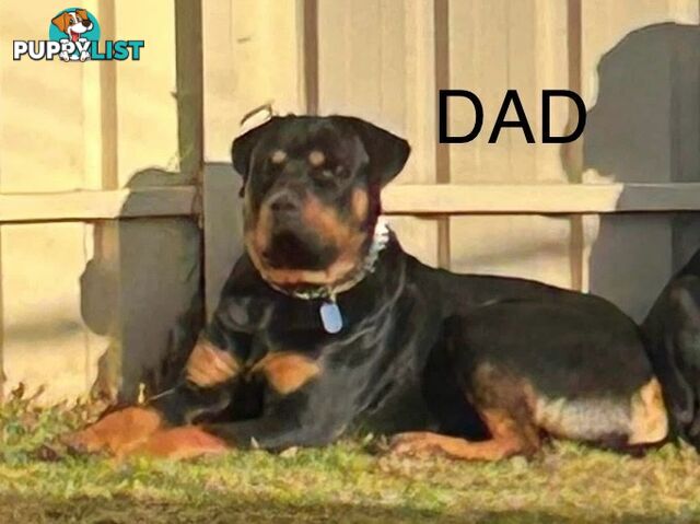 PUREBRED ROTTWEILER PUPS READY NOW!!!