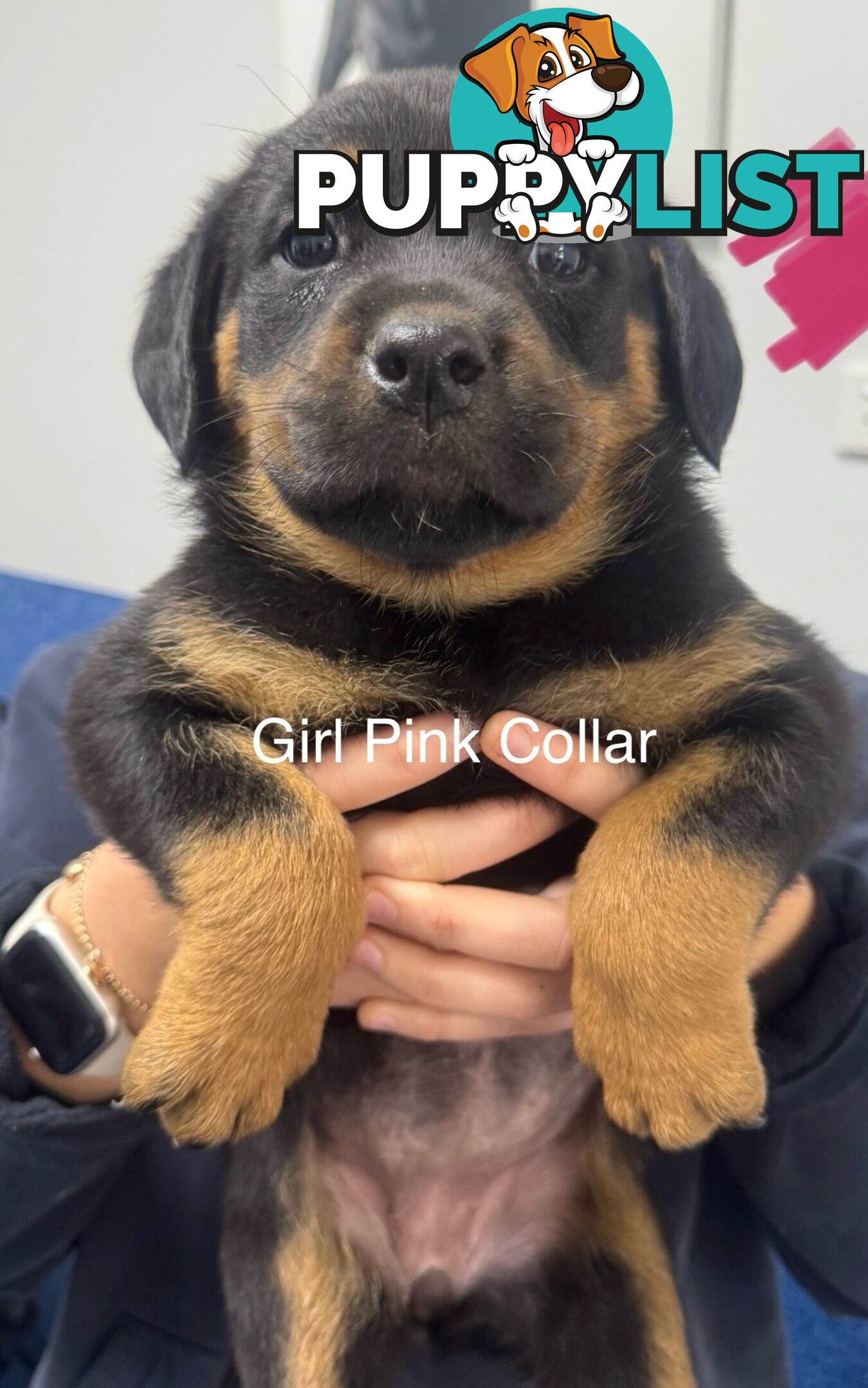 PUREBRED ROTTWEILER PUPS READY NOW!!!