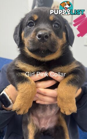 PUREBRED ROTTWEILER PUPS READY NOW!!!