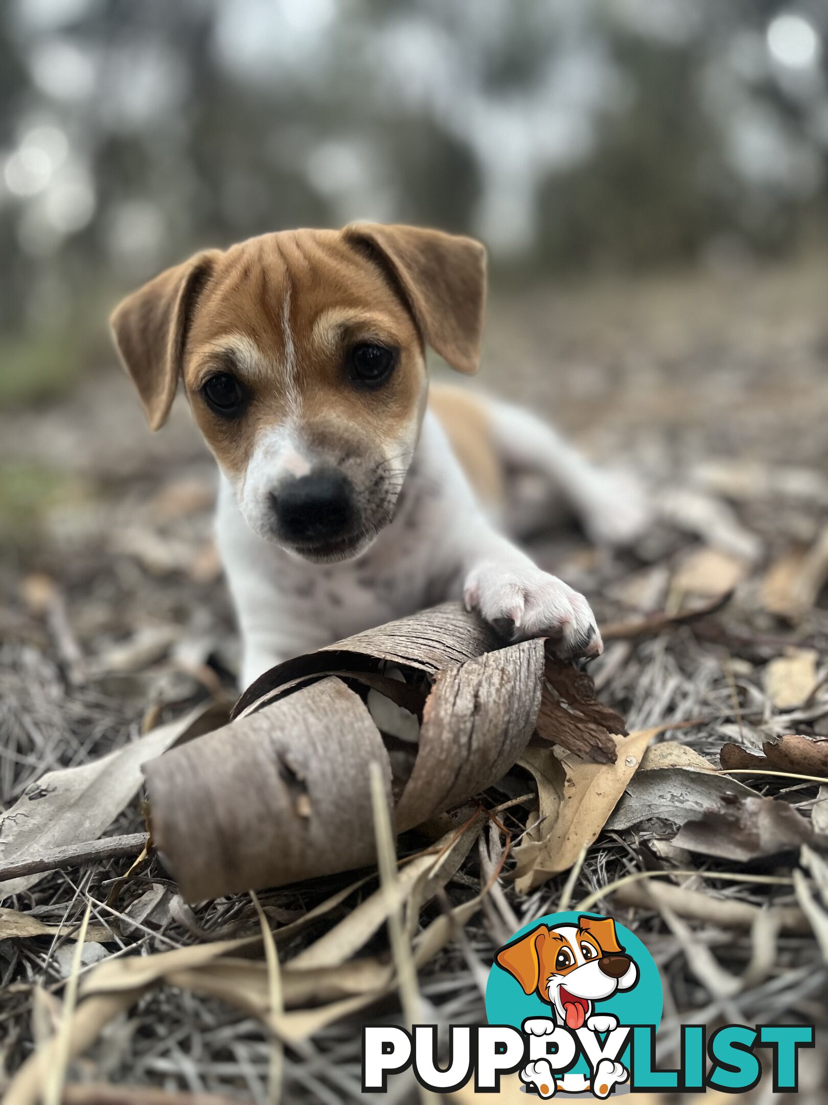 Jack Russell Pups