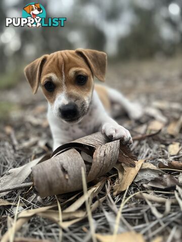 Jack Russell Pups