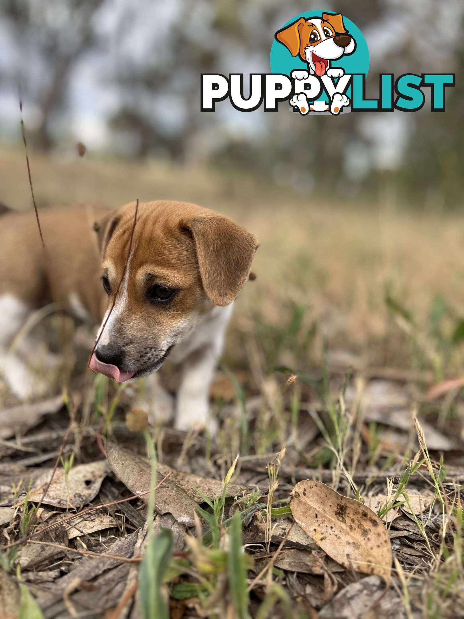 Jack Russell Pups