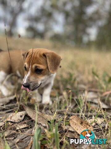 Jack Russell Pups