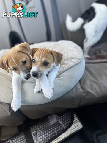 Jack Russell Pups