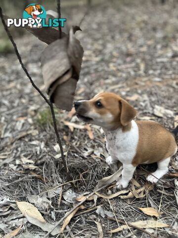 Jack Russell Pups