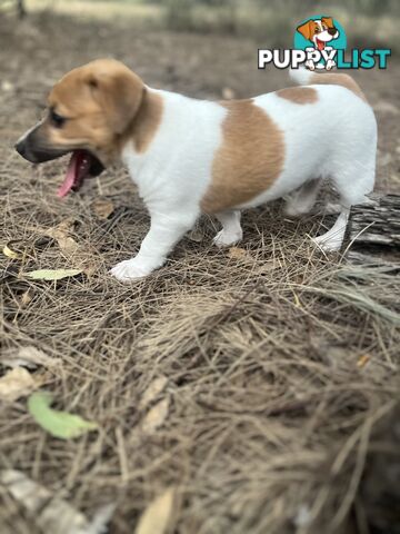 Jack Russell Pups