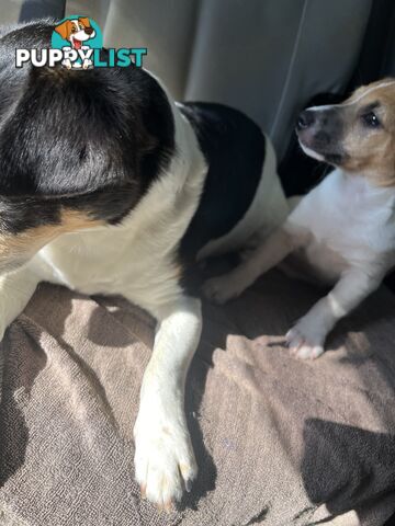 Jack Russell Pups